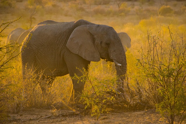 Wildlife safari in an African savanna at sunrise
