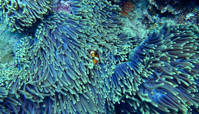 Vibrant coral reef teeming with marine life